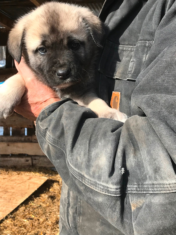 Livestock Guardian Puppies in Dogs & Puppies for Rehoming in Meadow Lake