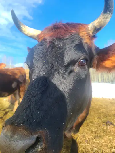 Jersey/Angus cow, View more