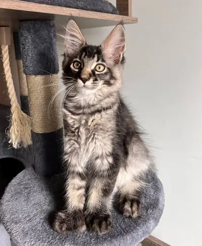 Gentle Polydactyl Maine Coon Kitten, View more