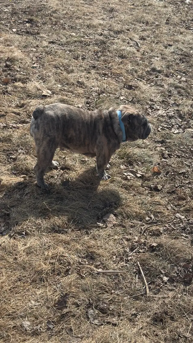 chiot Bulldog bouledogue anglais  , English BULLDOG in Dogs & Puppies for Rehoming in Laval / North Shore - Image 7