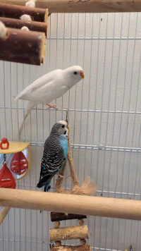 Budgies pair one year old 