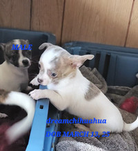 Chihuahua