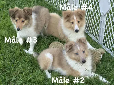 chiots berger shetland, View more