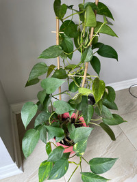 Pothos (money plants)indoors air purifier 