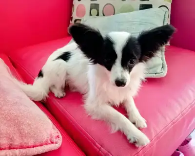 Papillon FEMALE pups, View more