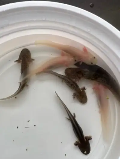 water salamander(axolotl wild,dirty pink), View more