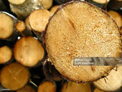 Firewood/ pine logs