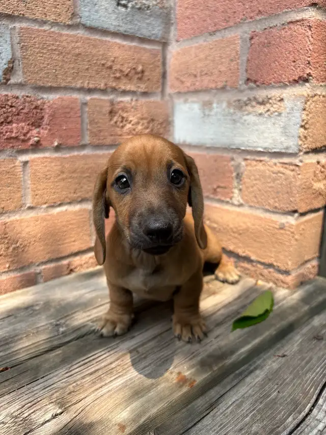 Mini Dachshund in Dogs & Puppies for Rehoming in Markham / York Region - Image 9