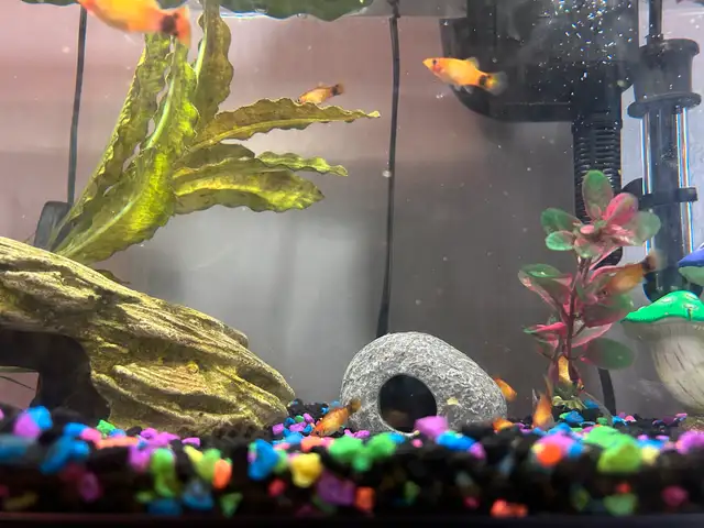 Yellow Mickey Mouse Platies  in Fish for Rehoming in Moncton - Image 3