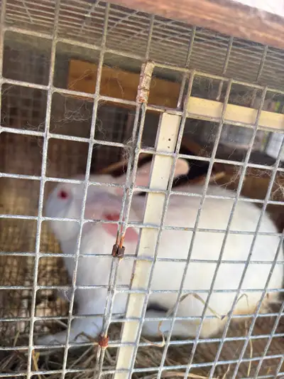Bunnies for $49, View more