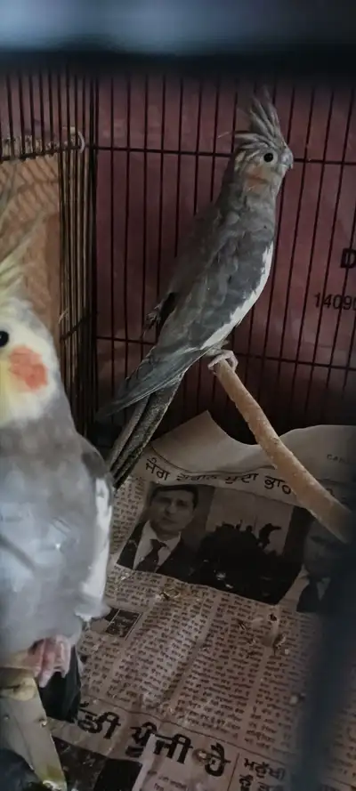 Cockatiel for sale, View more