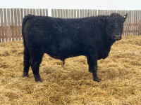 Yearling purebred black angus bulls for sale 