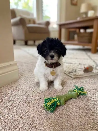 Mini Poodle puppy, View more