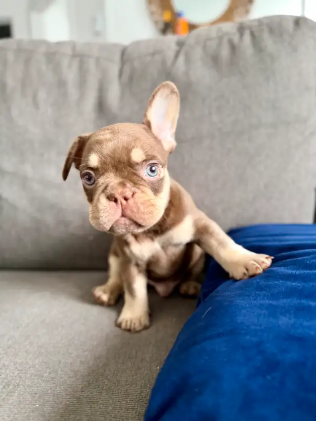 bouledogue français in Dogs & Puppies for Rehoming in Drummondville - Image 6