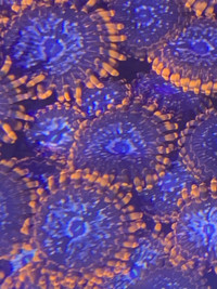 Coral - Utter Chaos Zoanthids