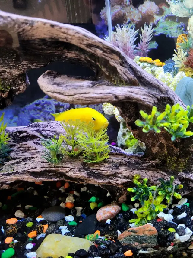 aquarium with stand in Fish for Rehoming in Lethbridge - Image 5