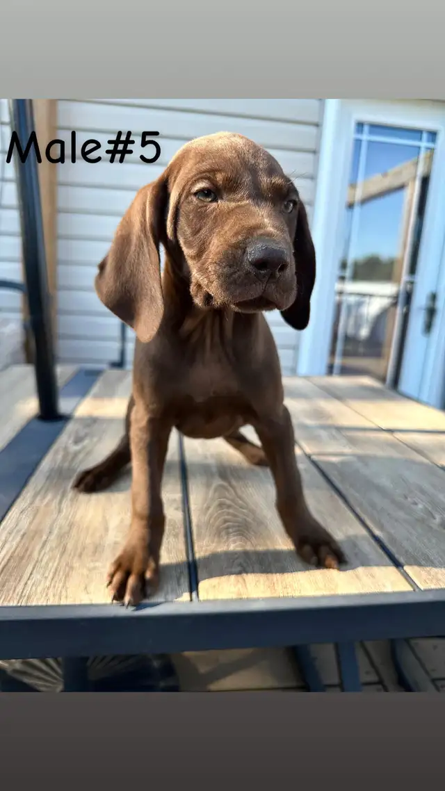 German Shorthaired Pointer Puppies in Dogs & Puppies for Rehoming in Leamington - Image 7