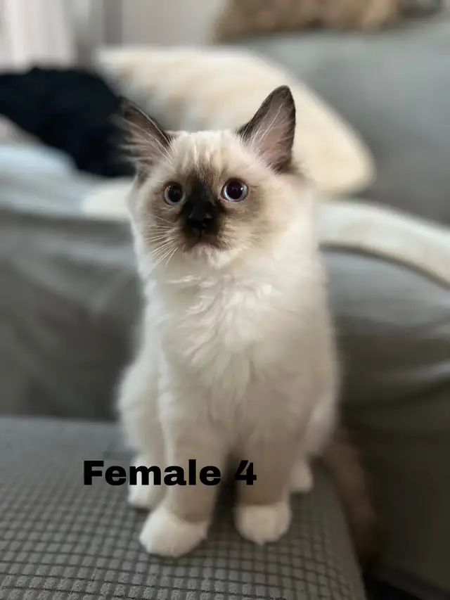 Ragdoll kittens | Cats & Kittens for Rehoming | City of Montréal | Free ...