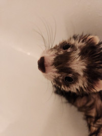 Male ferret,1 year