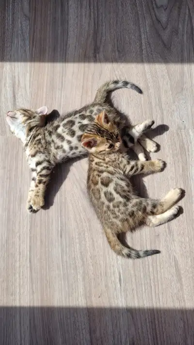 Chatons bengal, View more