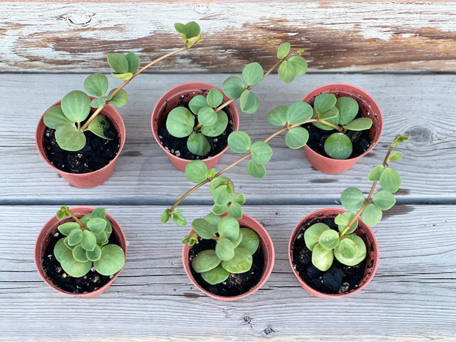 PEPEROMIA HOPE in Plants, Fertilizer & Soil in Calgary - Image 2