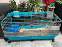 Guinea pig with cage