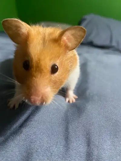 ISO hamster, View more