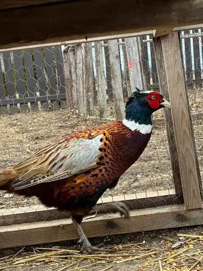 pheasant , View more