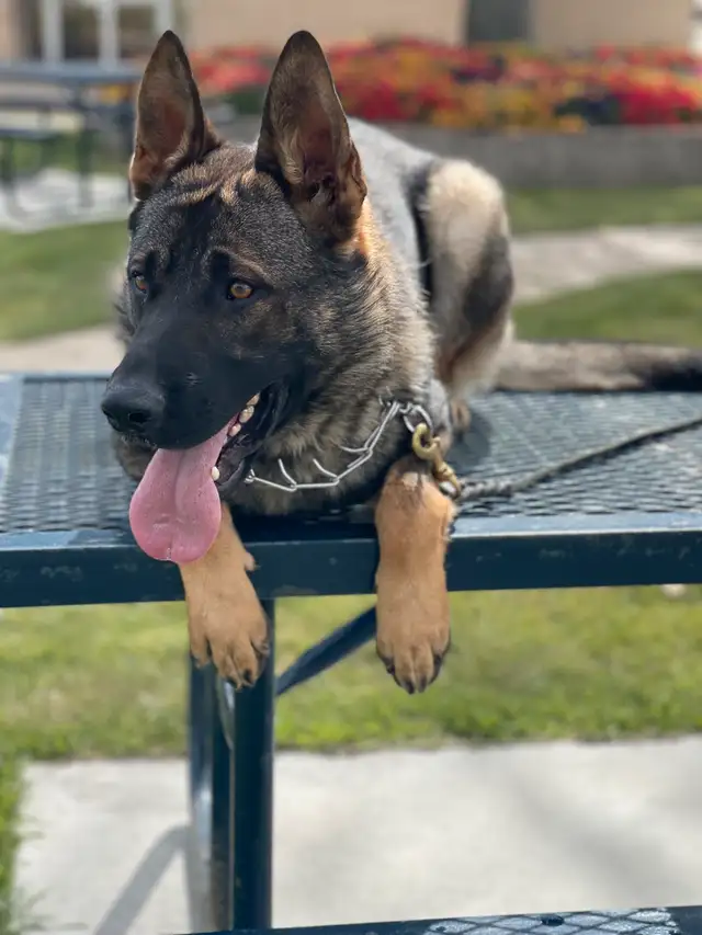 CKC REGISTERED PUREBRED GERMAN SHEPHERD PUPPIES in Dogs & Puppies for Rehoming in Edmonton - Image 9