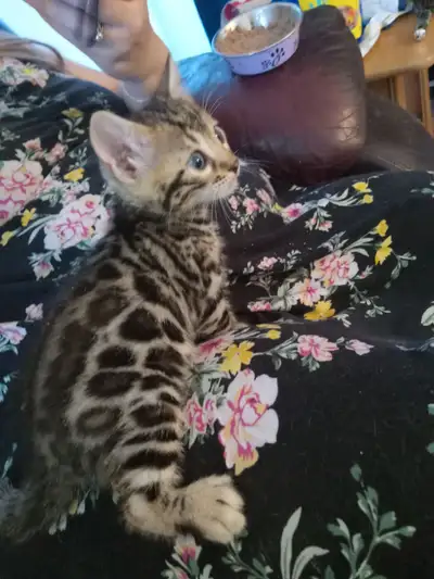 Chaton bengal de haute qualité prêt a partir les parents sont sur place 438 410 4614 appeler pour d'...