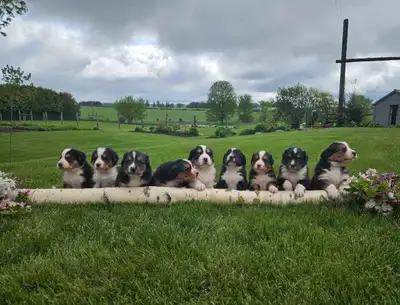 Friendly Moutain Brumese puppies , View more