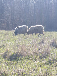 Grass fed sheep 