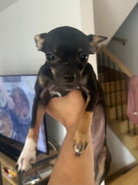 Chihuahua femelle 6 mois à adopter