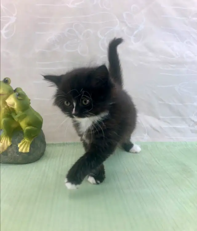 Maine Coon Sweetheart for Sale to Good Home