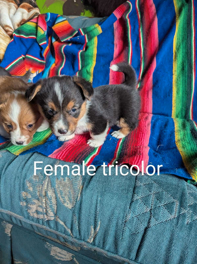 Pembroke Welsh Corgis (all have deposits!) in Dogs & Puppies for Rehoming in Brandon