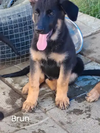 Chiots berger allemand, View more