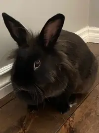 Rabbit to Rehome