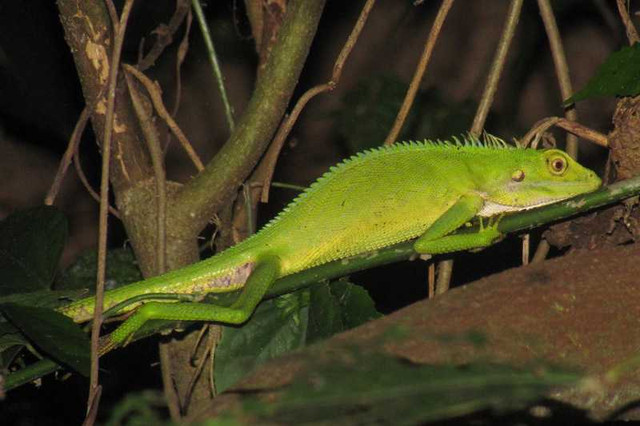 BEAUTIFUL GREEN CRESTED LIZARD in Reptiles & Amphibians for Rehoming in North Bay - Image 3