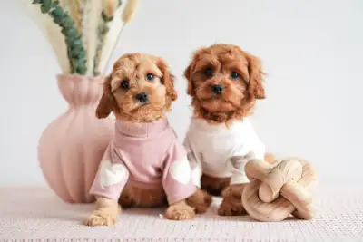 Cavapoo have steady, people friendly temperaments and easy to live with. Raised around kids and hous...