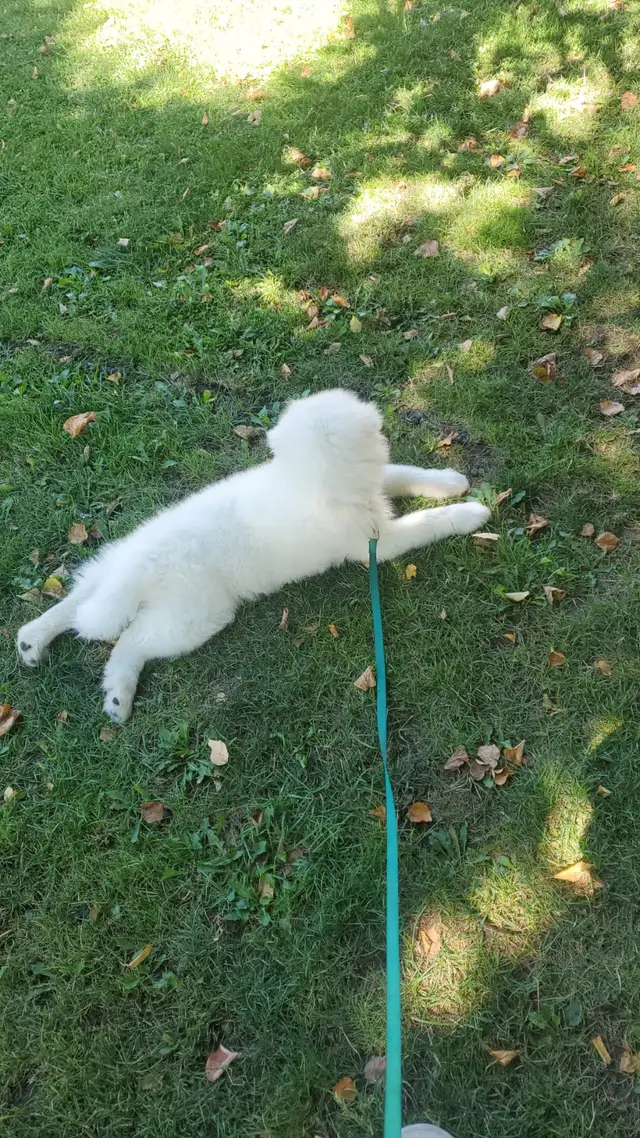 Samoyed Puppy!!*Addopted* in Dogs & Puppies for Rehoming in City of Toronto - Image 3