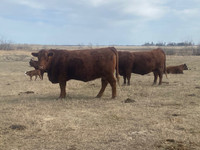 Cow calf pairs for sale.