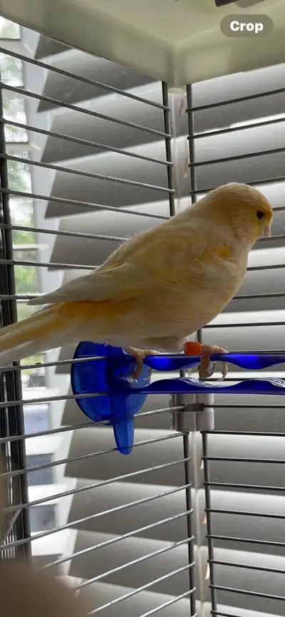 2 year old female yellow canary.