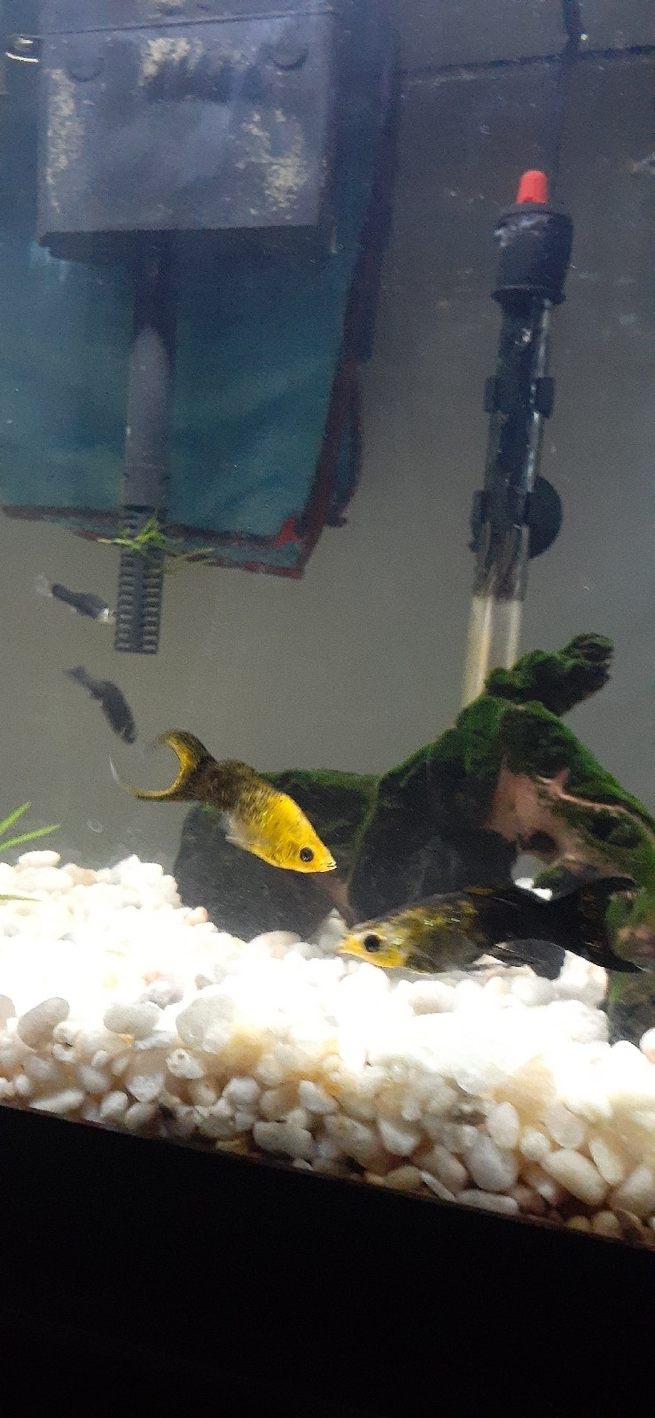 Gold dust Lyretail Mollies (babies) Fish for Rehoming City of