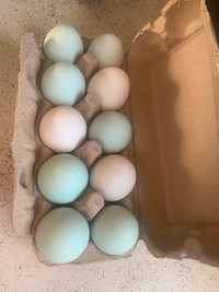 Farm fresh eggs