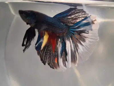 Magnifique BETTA, View more