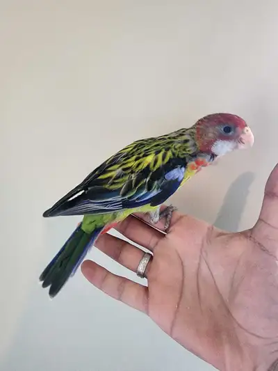 Gorgeous hand-fed baby Rosella ONLY 1 left, View more