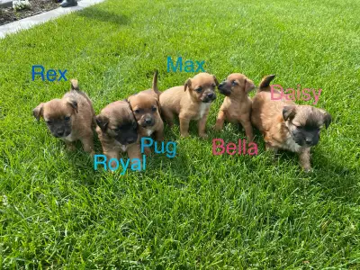 Jack Russel chihuahua pups, View more