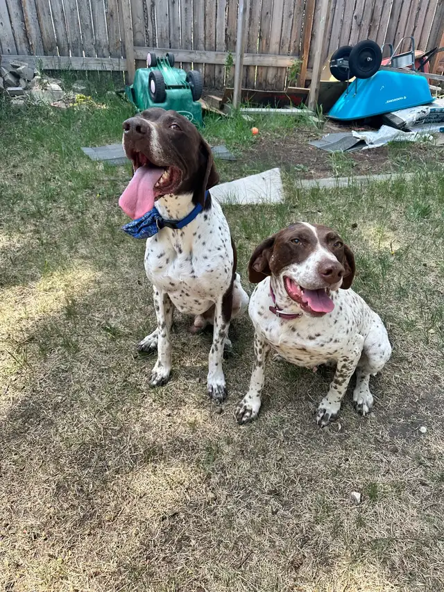 German Shorthaired Pointer  Puppies Wingshot_GSPs in Dogs & Puppies for Rehoming in St. Albert - Image 7