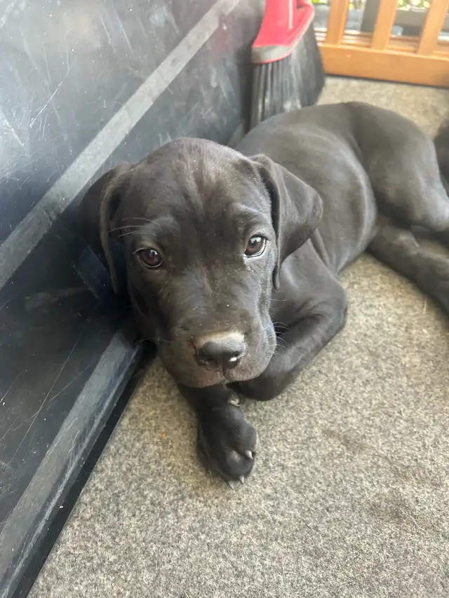 Cane corso/Great Dane puppies ready in 2 weeks with first shots. in Dogs & Puppies for Rehoming in Penticton - Image 7