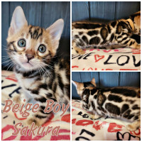 Bengal Kittens available. TICA registered. Spayed & neutered 